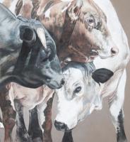 Bulls by Karmel Timmons
