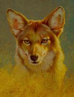 Wily Coyote Portrait by Ezra Tucker