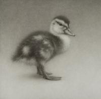 Mallard Duckling by Lee Andre