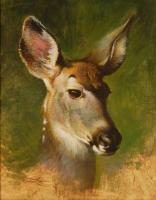 Young Mule Deer Portrait by Ezra Tucker