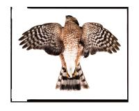Sharp Shinned Hawk by Jack Ludlam