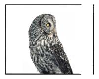 Great Grey Owl by Jack Ludlam