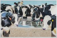 Holstein Cows by Don Coen