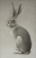 Study for Black-Tailed Jackrabbit by Lee Andre