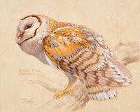 Western Barn Owl by Ezra Tucker